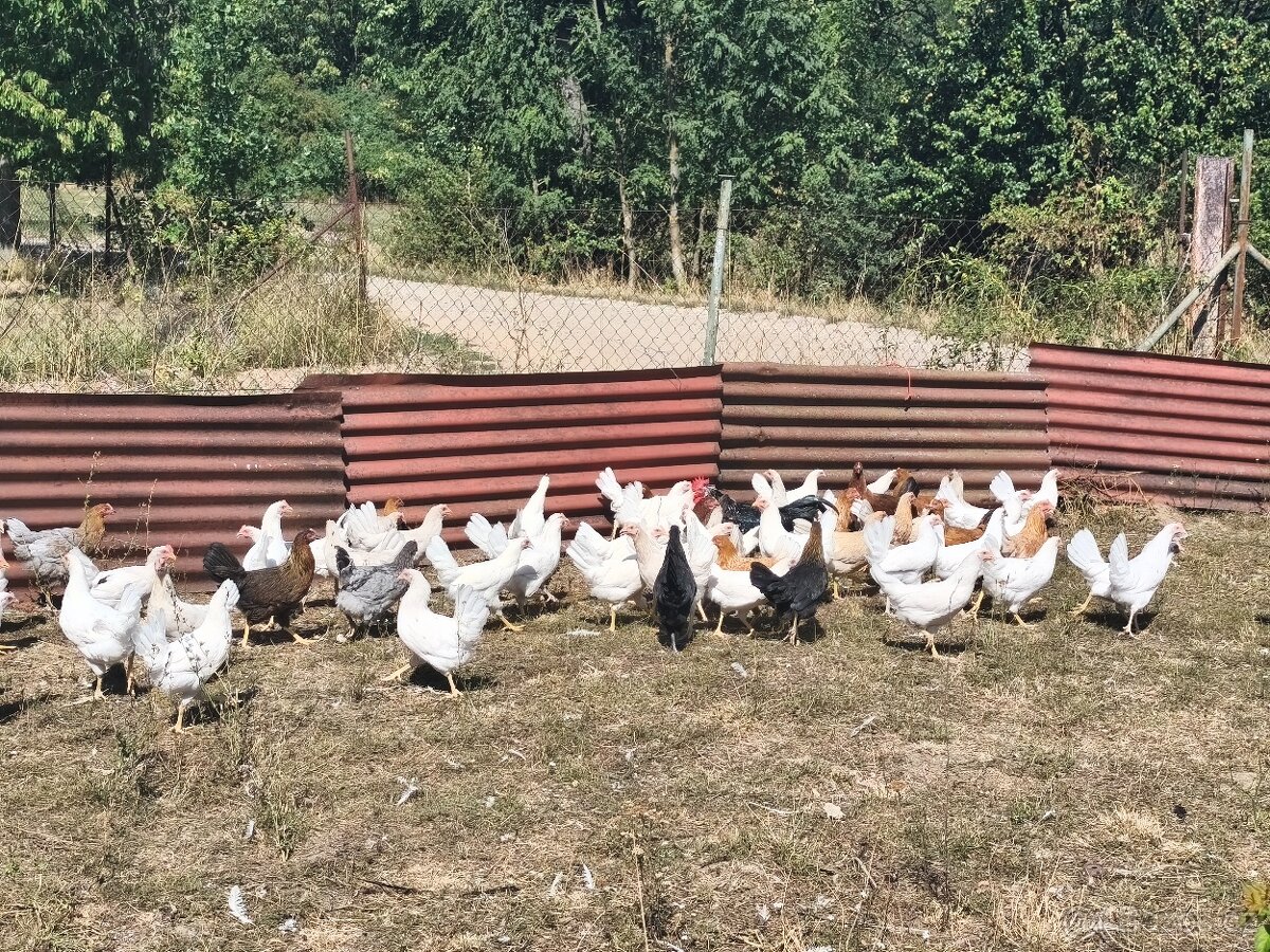 Kuřice 🐔🥚 - 2