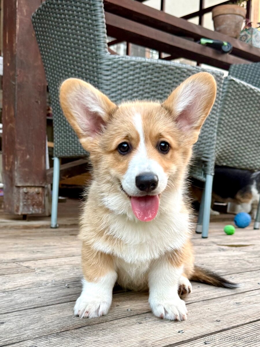 Welsh corgi pembroke s PP - 2