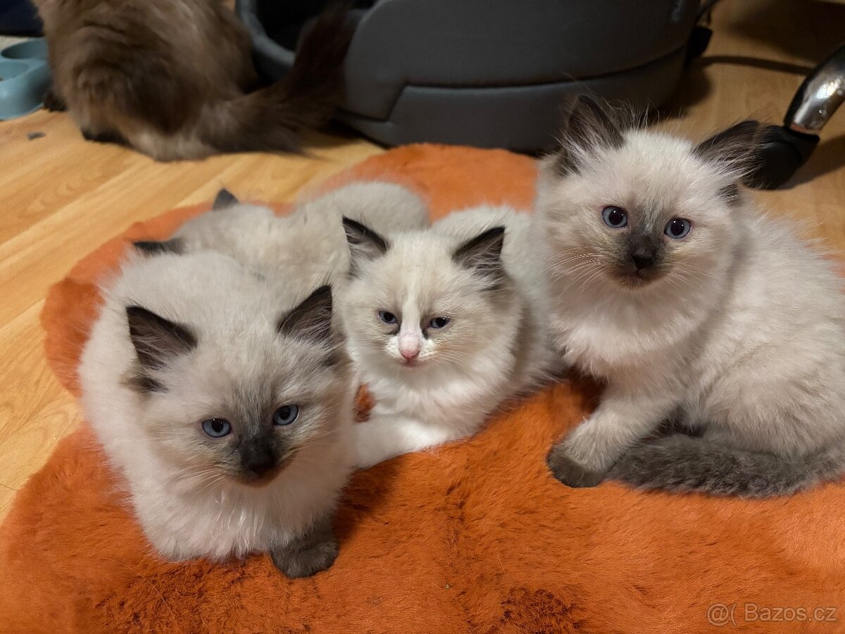 Koťata Ragdoll - 2