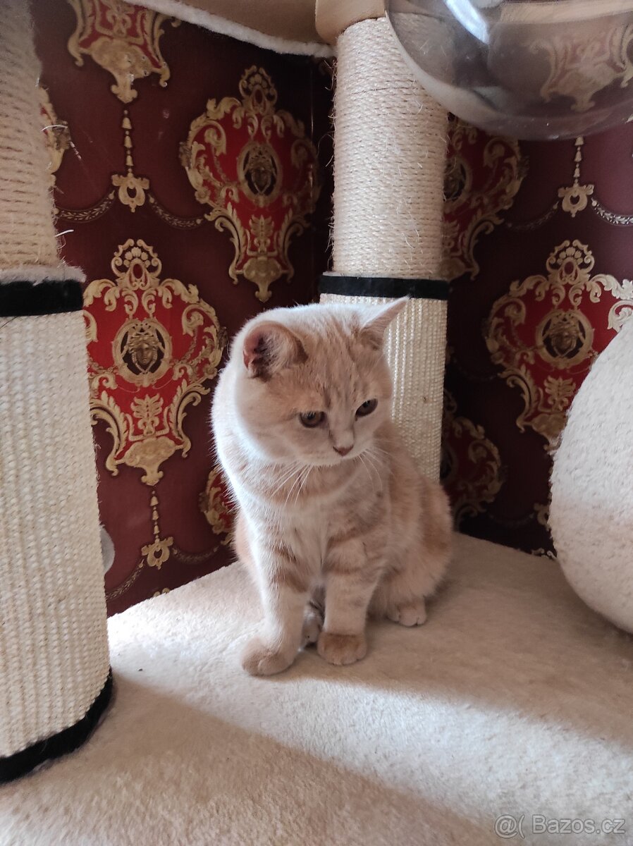 Britská koťata britské kotě - 2