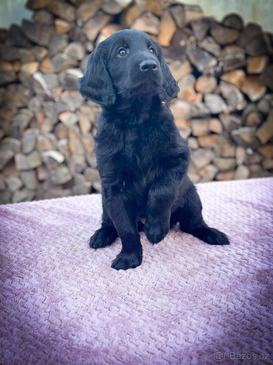 Štěňata Flat Coated Retriever s PP - 2