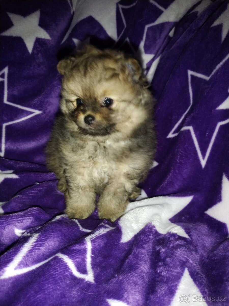 Pomeranian- německý špic - 2