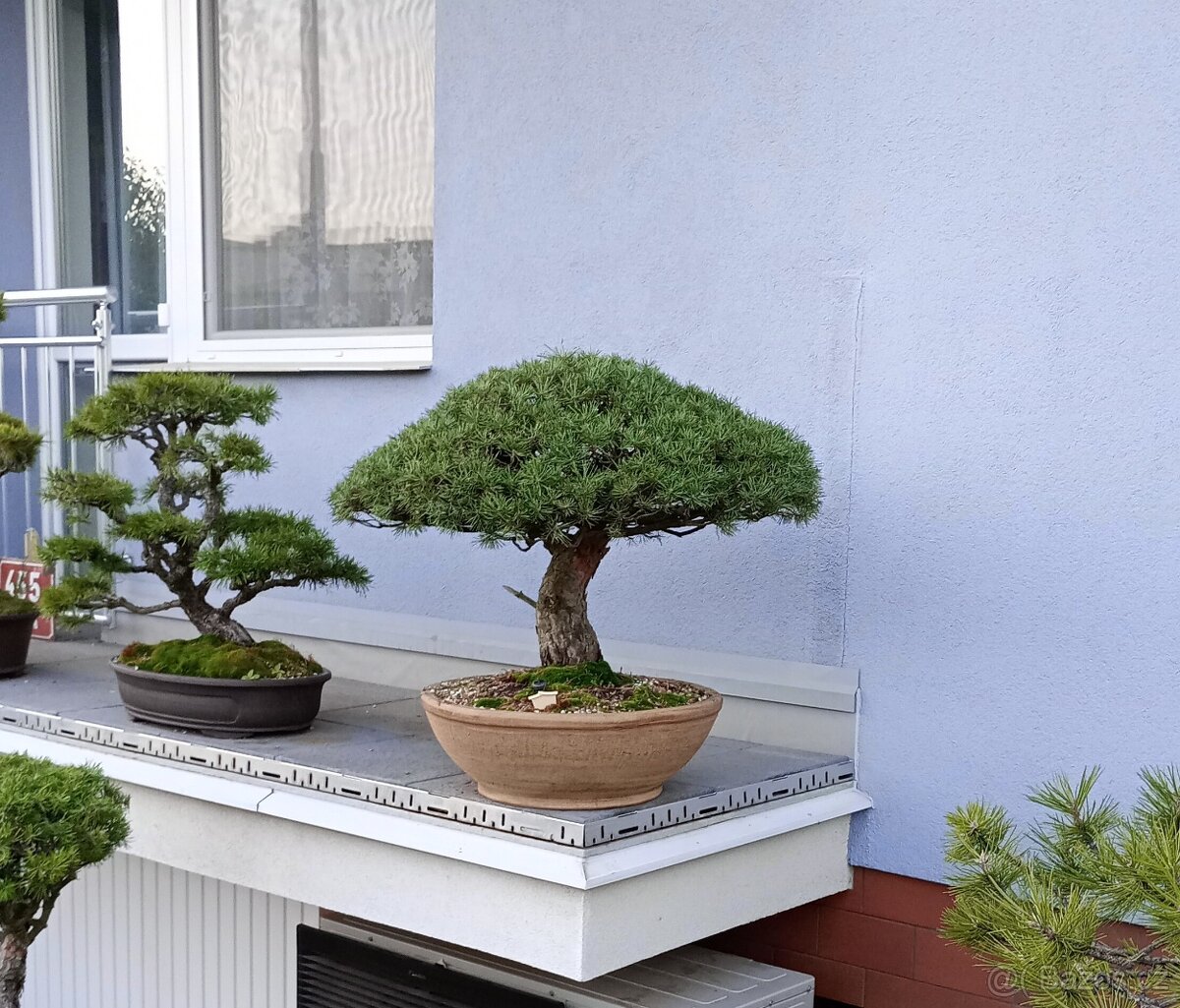 Borovice lesní bonsai - 2
