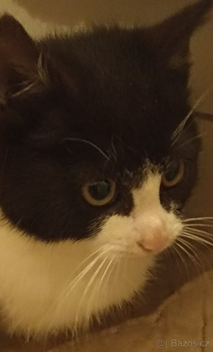 Prenechám krásného kocourka - 2