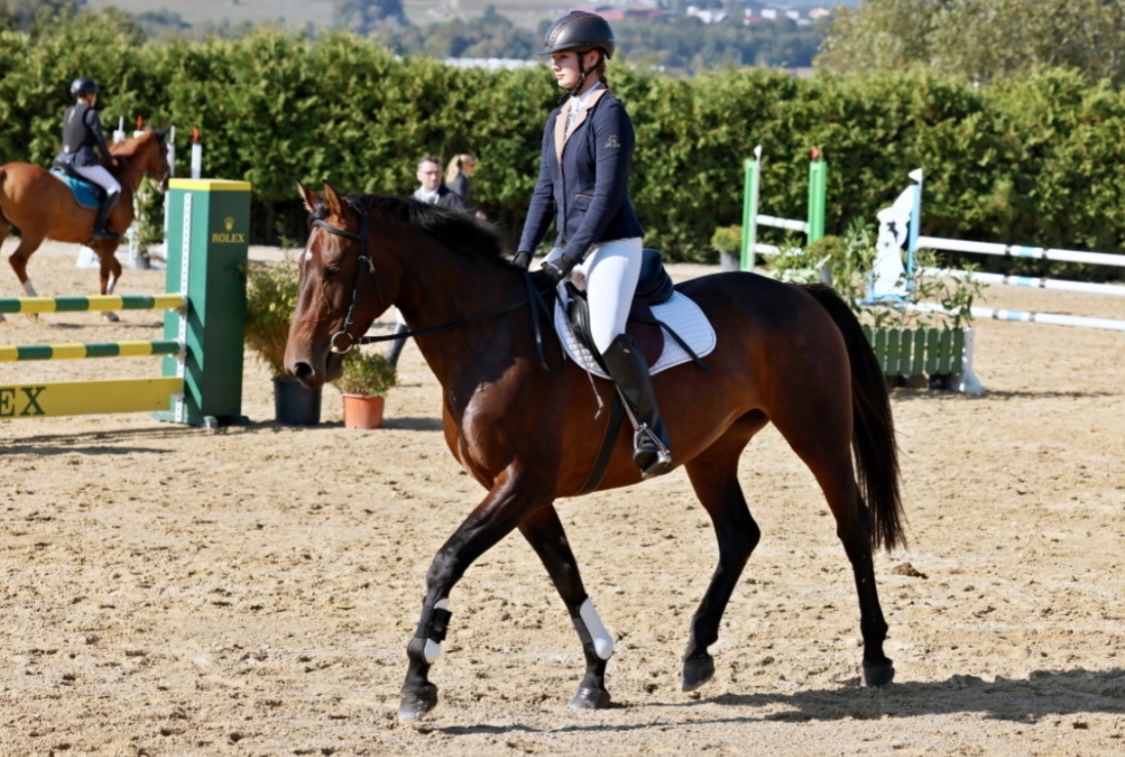 Prodám koně, hannoverskou klisnu - 2