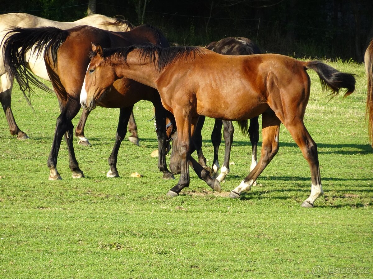 Prodám hřebce ČT, - 2