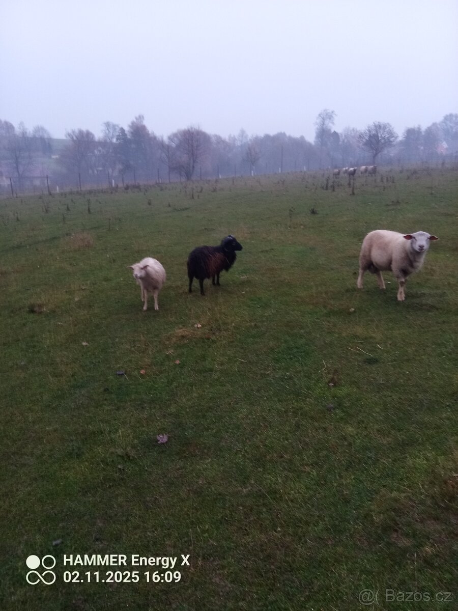 Qesantsly beránek - 2