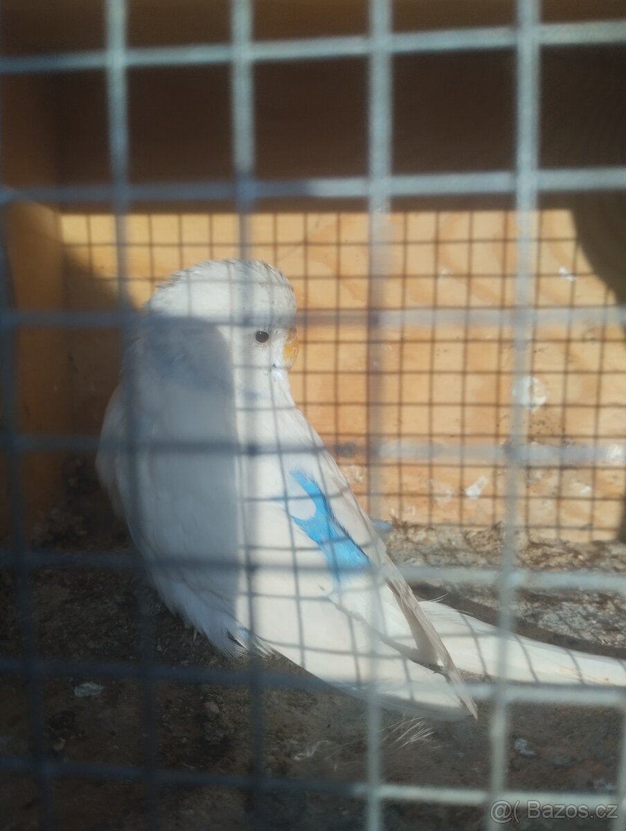 Loňská samička - 2