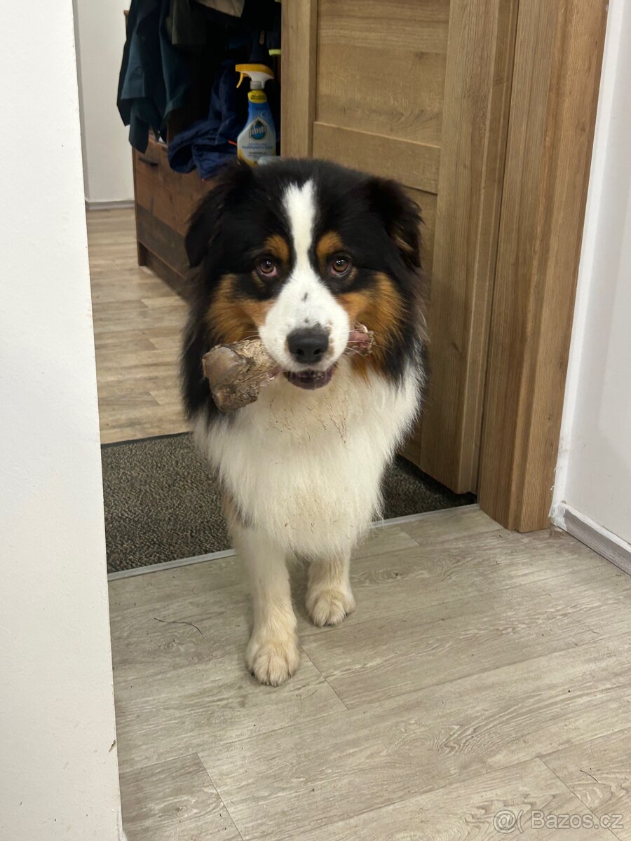 Australsky ovcak - KRYTI - 2