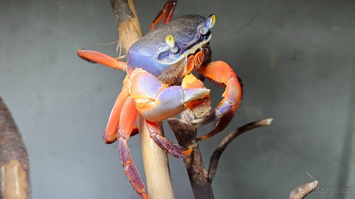 Krab suchozemský - 2