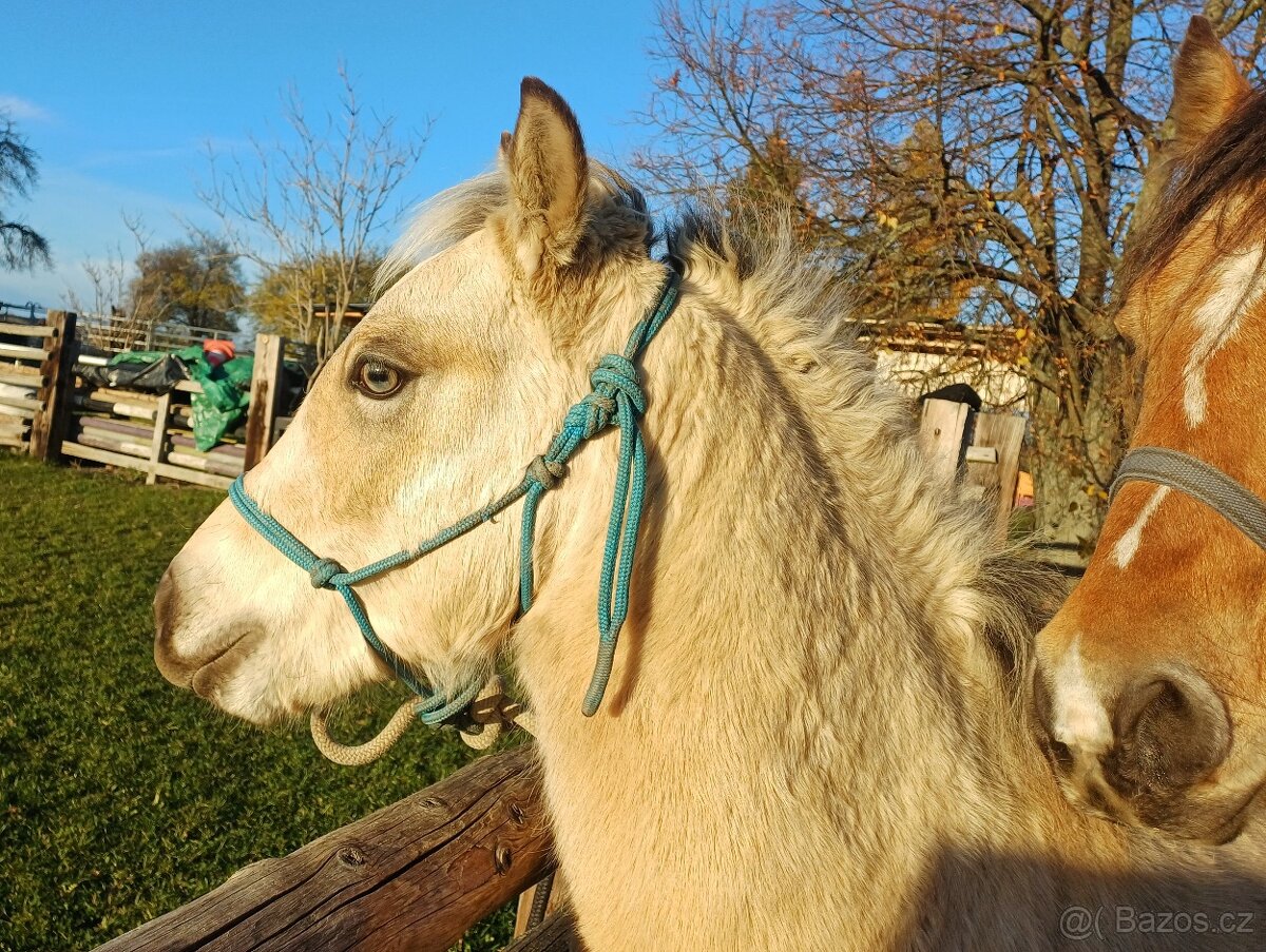 Prodám hřebečka Welsh Part Bred - 2