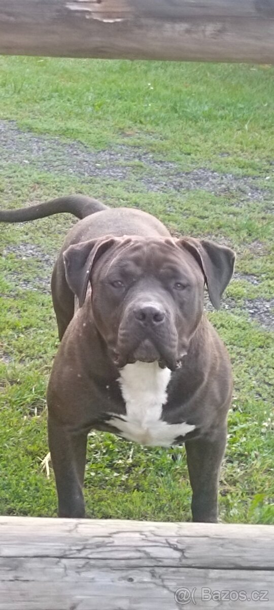 Hledáme domov pro am.bully xl - 2