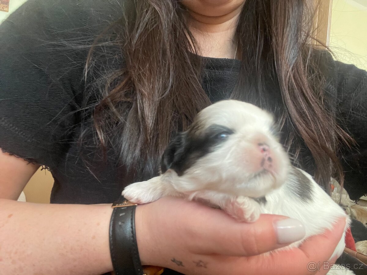 Prodám štěňátka shih-tzu - 2