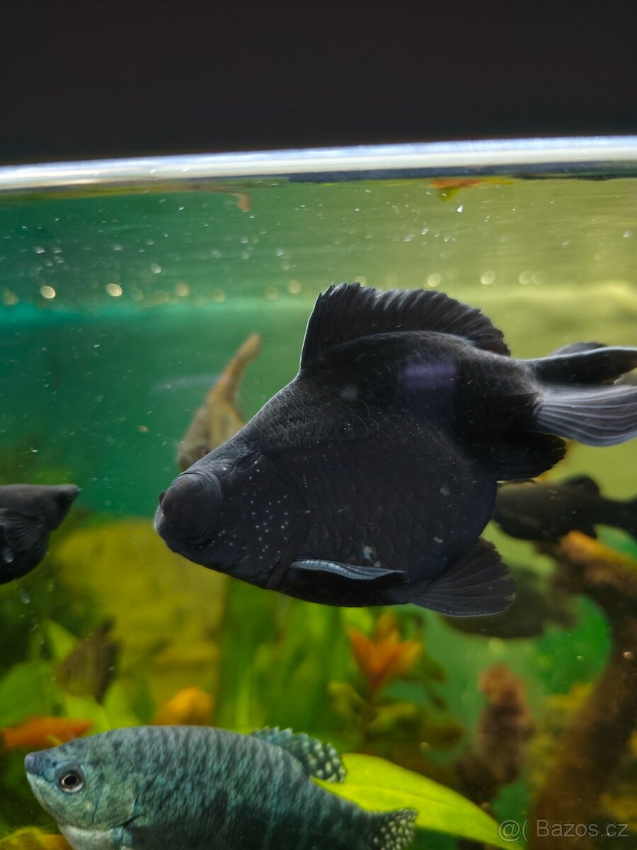 Akvarijní rybky - 2