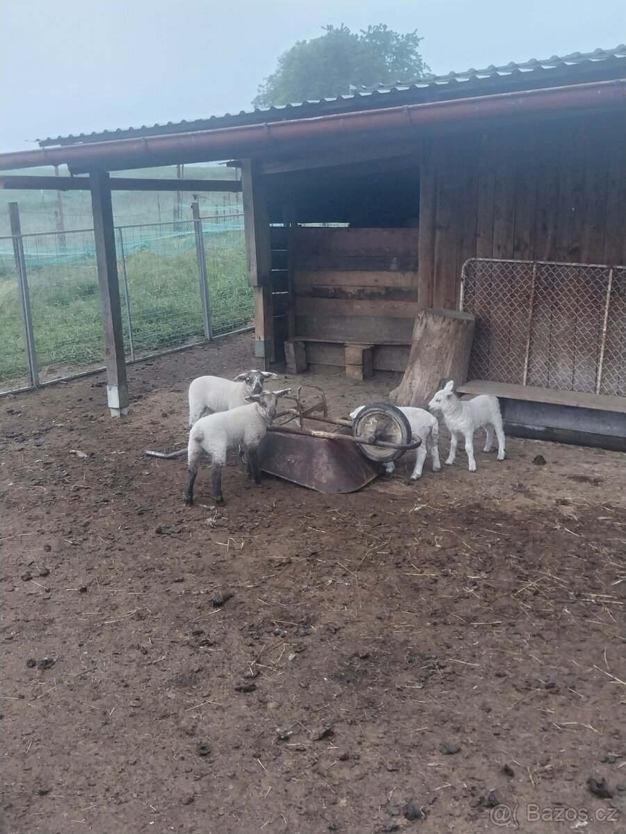 Jehňata - 2