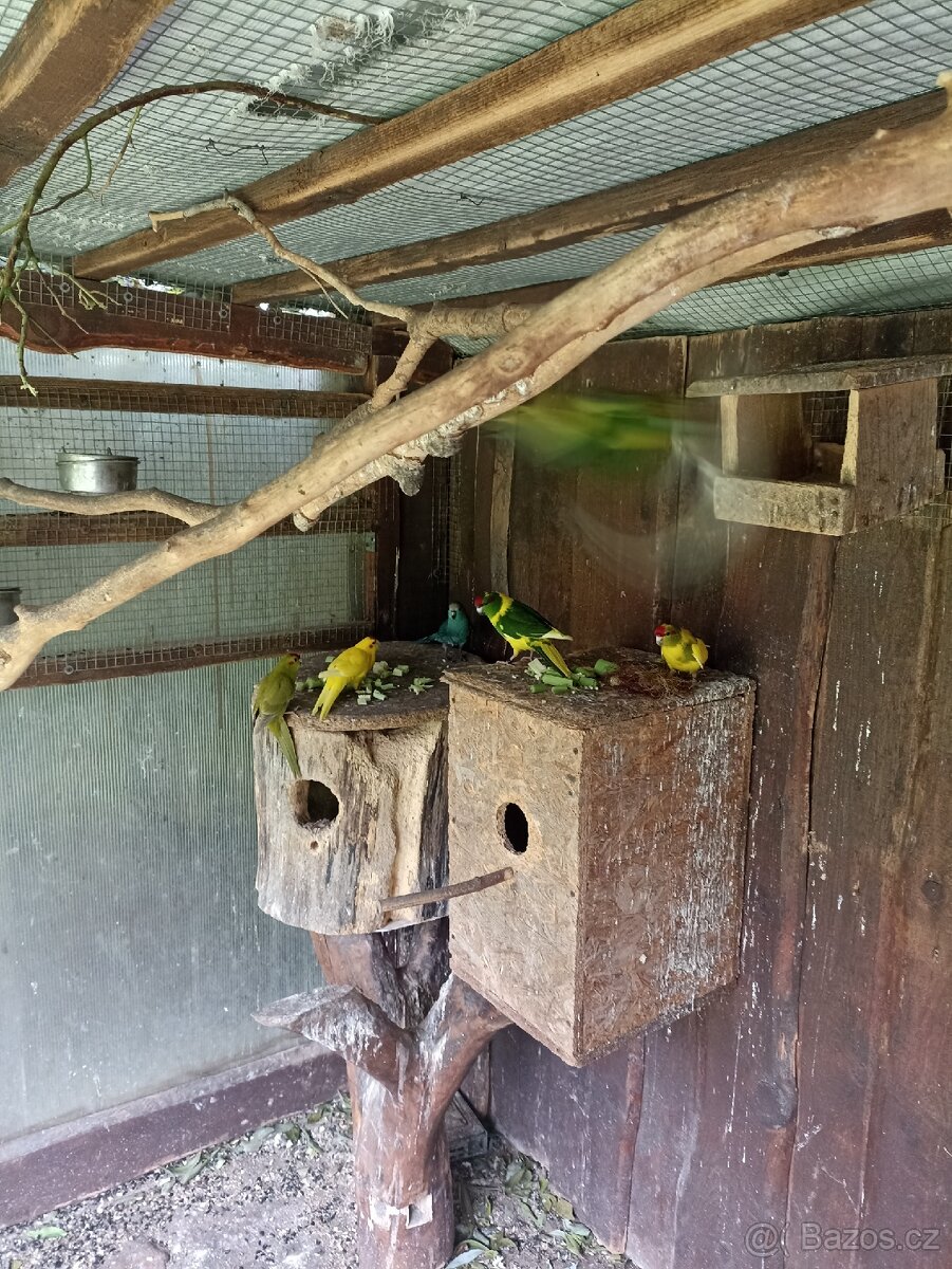 Kakariky rudočelí - 2