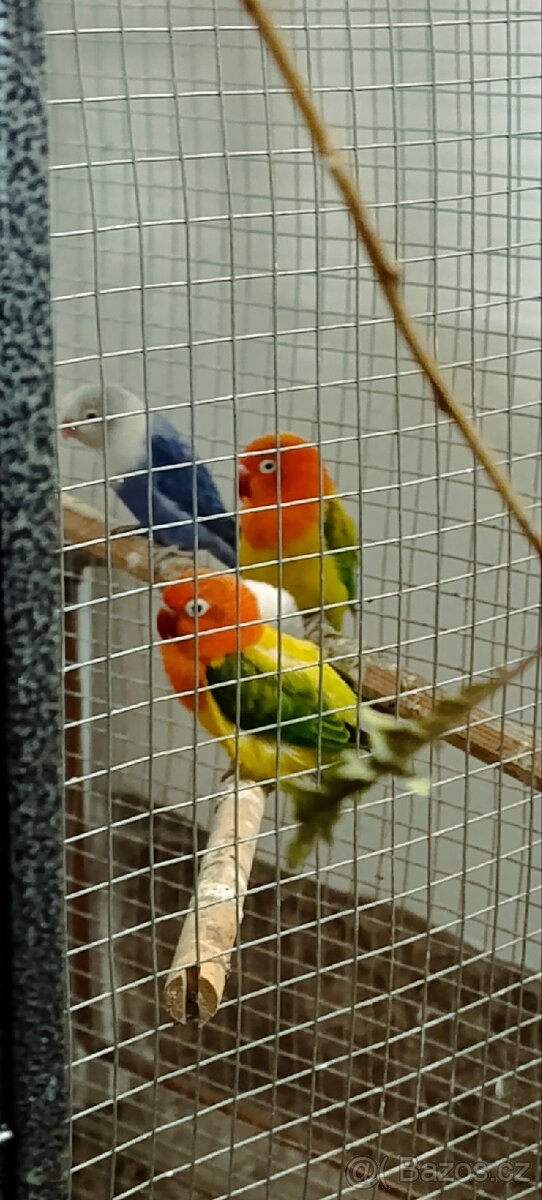 Agapornis fischeri - 2