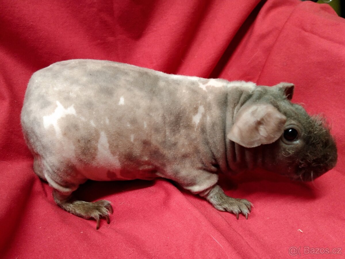 Morče skinny, dalmatin s PP - 2