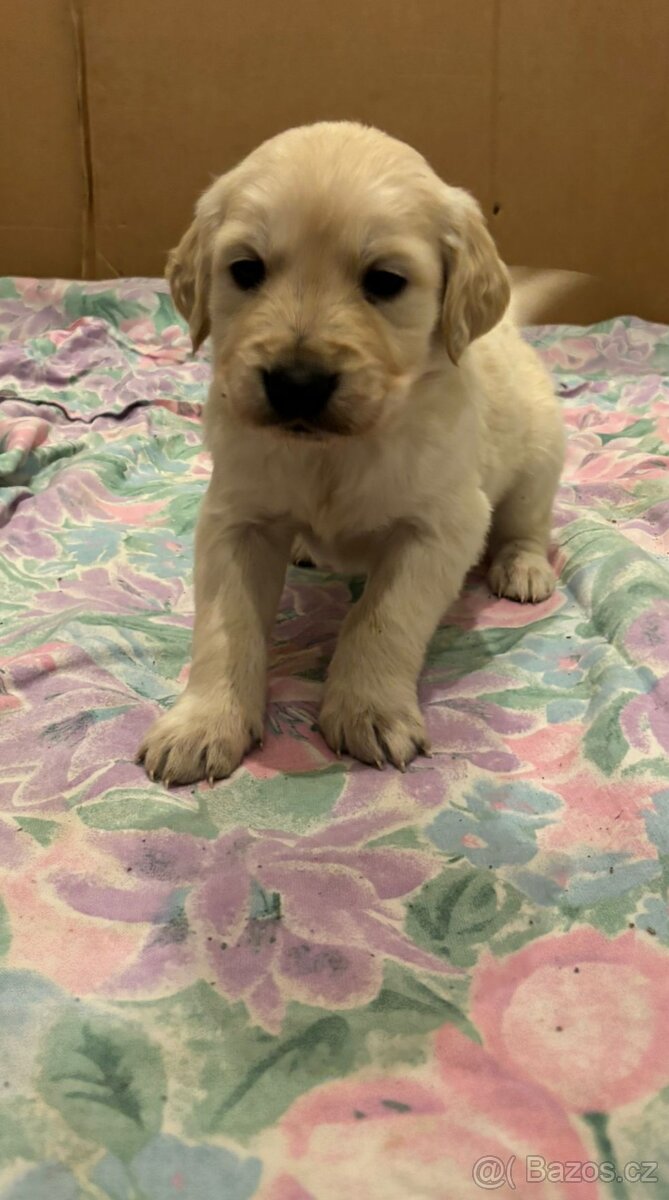 Zlatý retrívr bez PP - 2