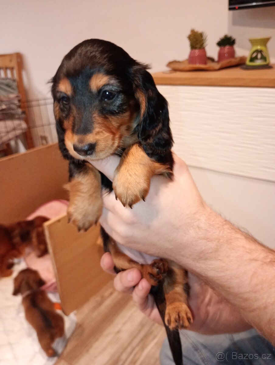 Jezevčík trpasličí dlouhosrstý - 2