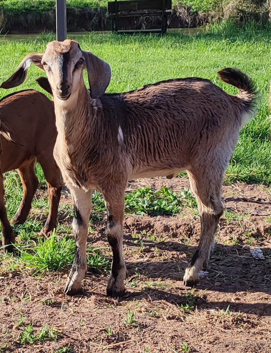 Prodám kozlíka - 2