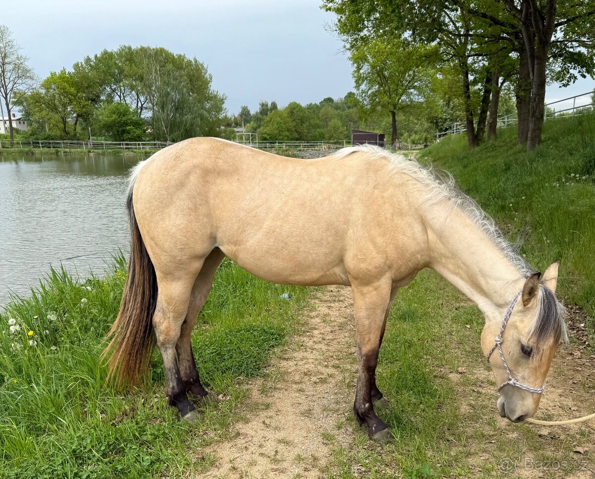 QH klisna na prodej - 2