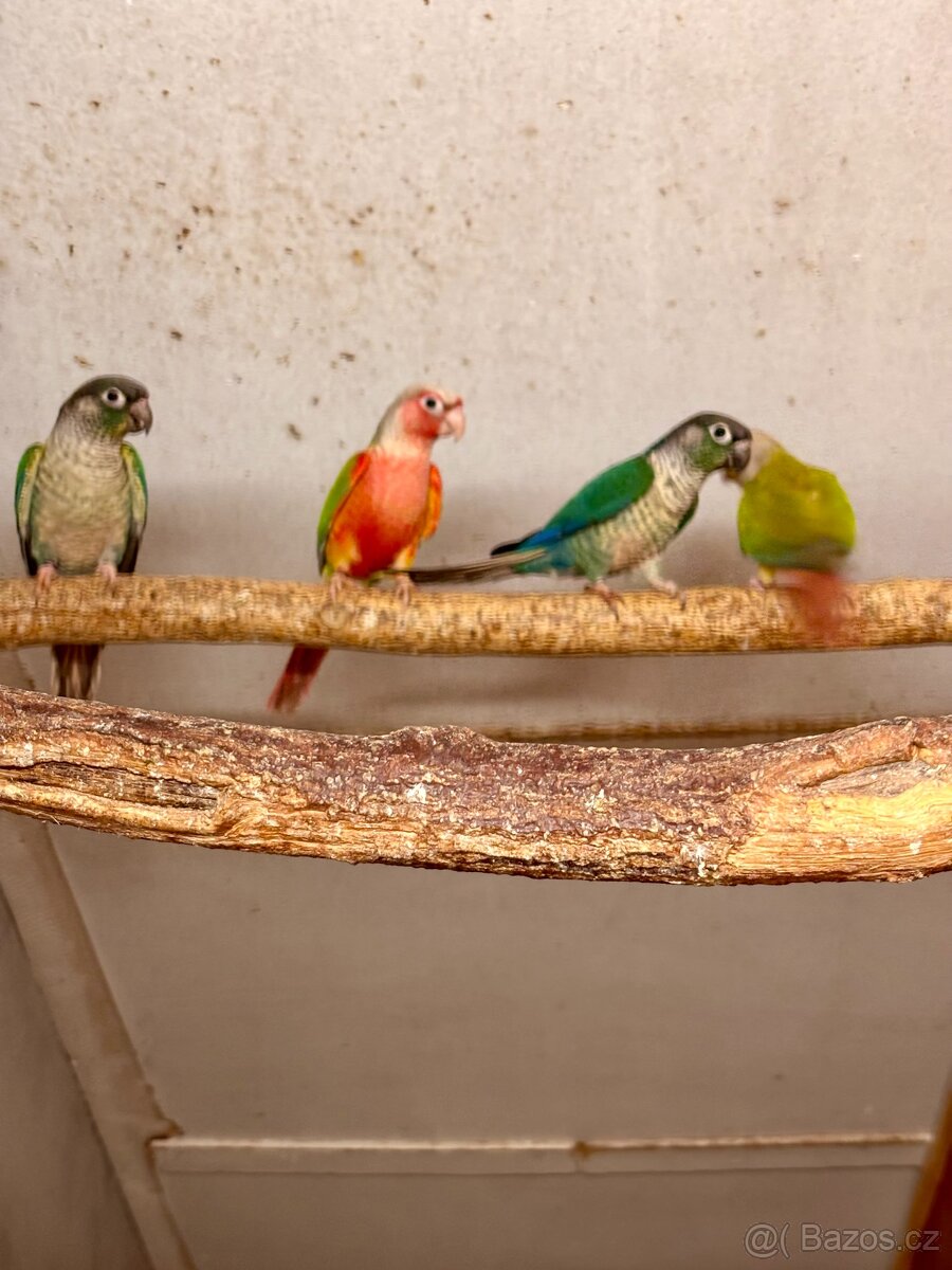 pyrura zelenolící - 2