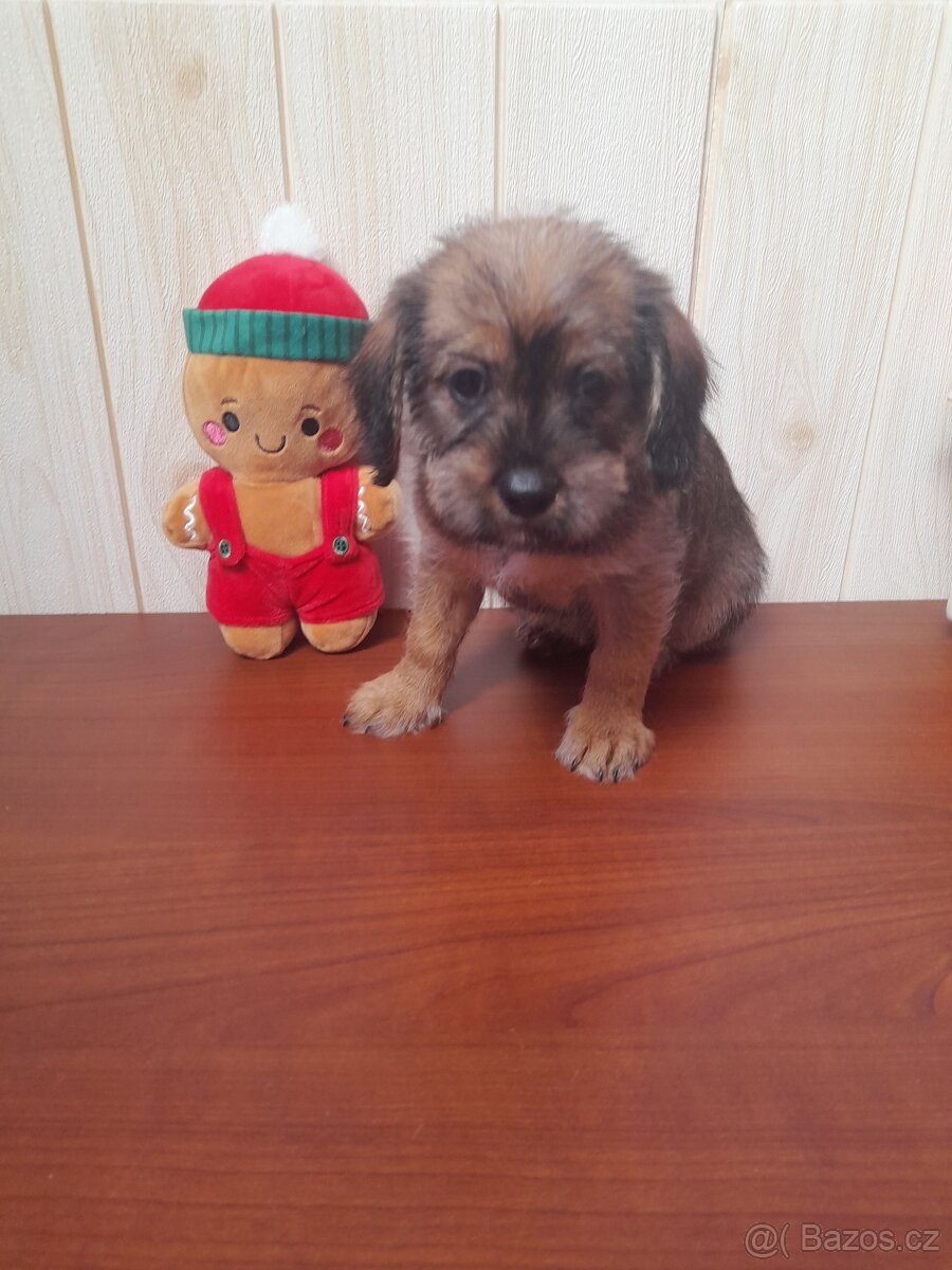 Štěňátka - 2