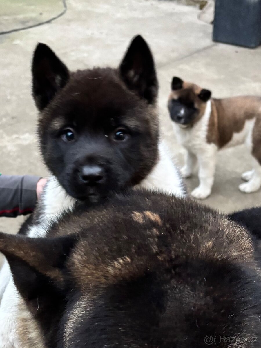 Americká akita - 2
