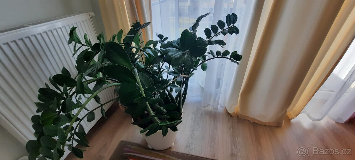 Pokojové rostliny: Zamiokulkas (Zamioculcas), Fíkus (Ficus) - 2