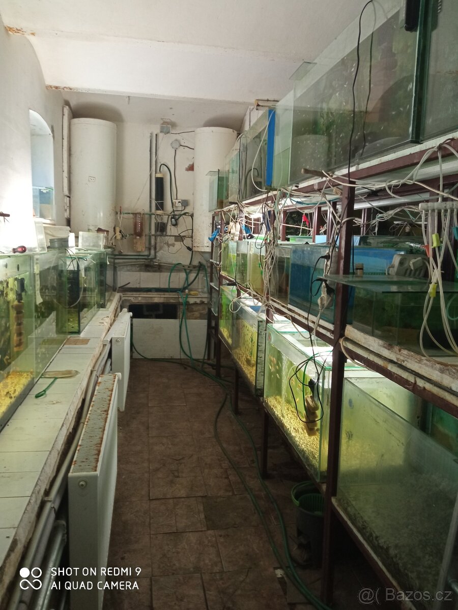 prodej novinek ze dvora - 2