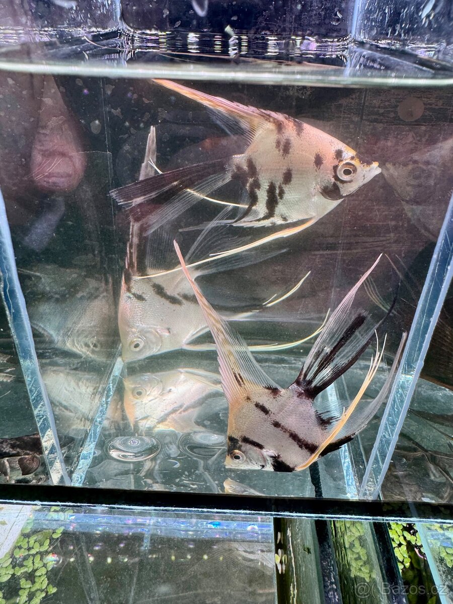 Akvarijní rybky - 2