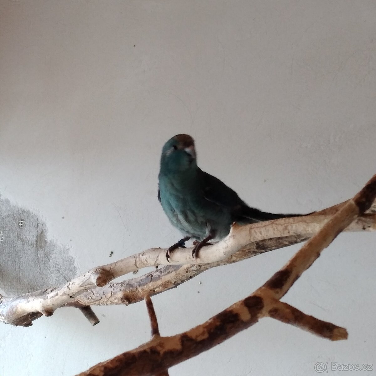 Kakariki rudočelý - 2