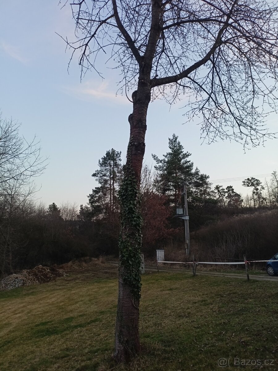 Prodám kmen višně - 2