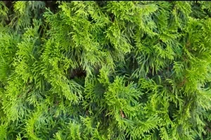 Chvojí z tújí ZDARMA - 2