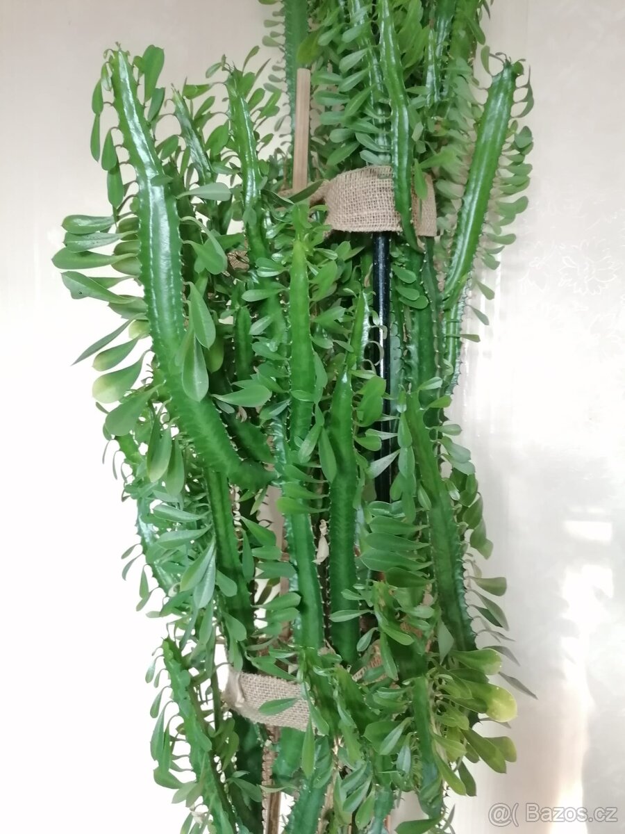 Sleva Pryšec Euphorbia stáří 12 let - 2