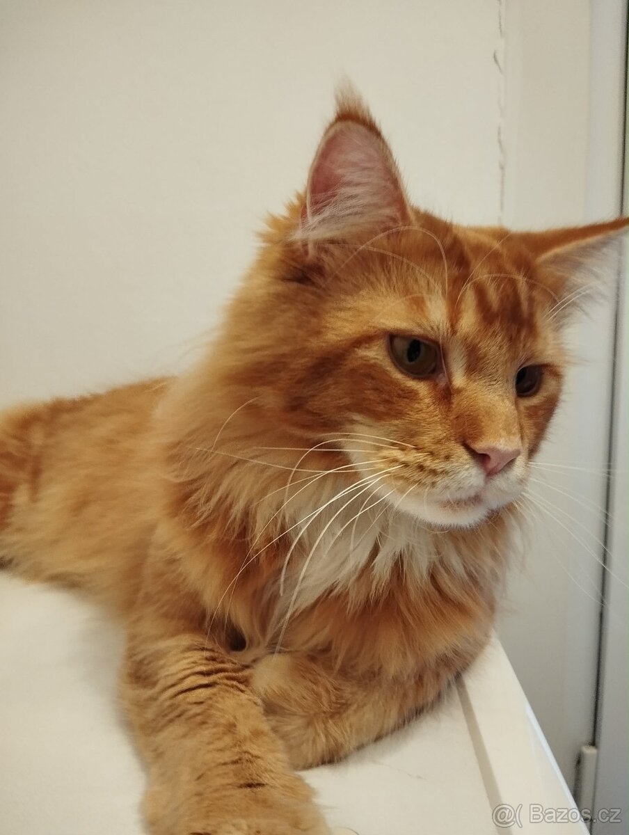 Mainská Mývalí ( kocour ) - 2