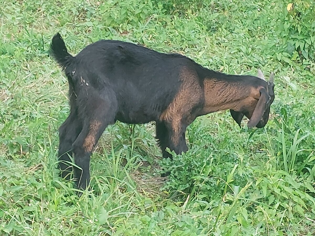 Kozičky,kozlik anglonubijsky - 2