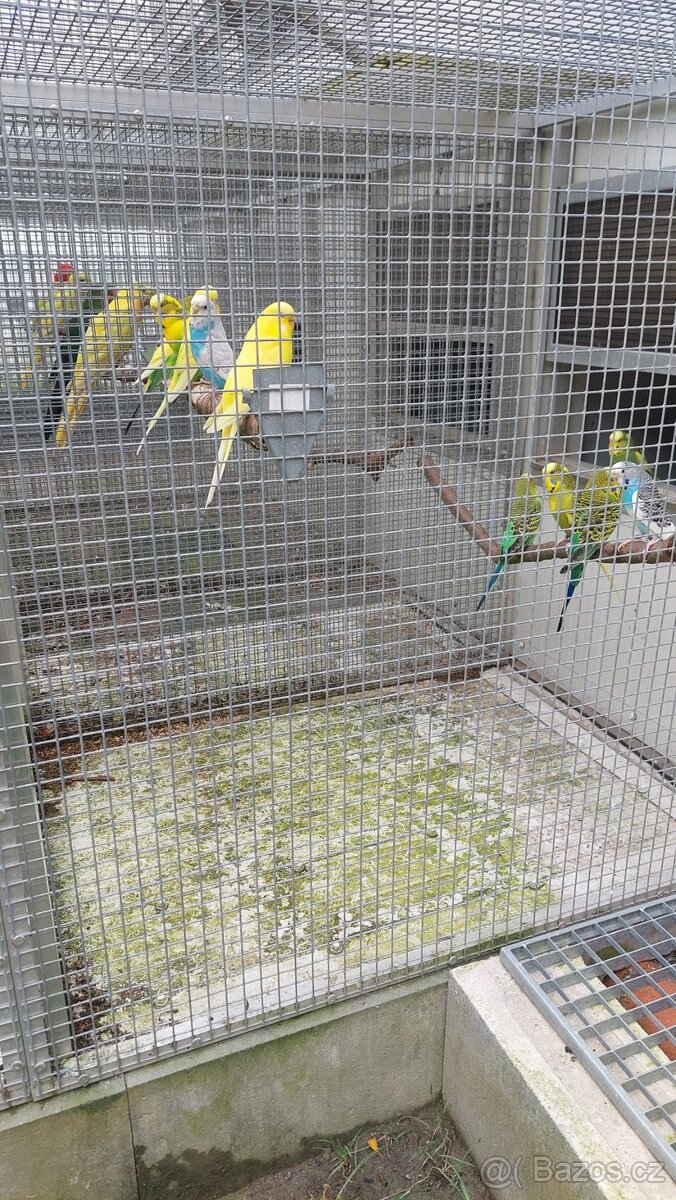 Andulky a Andulky Duhové - 2