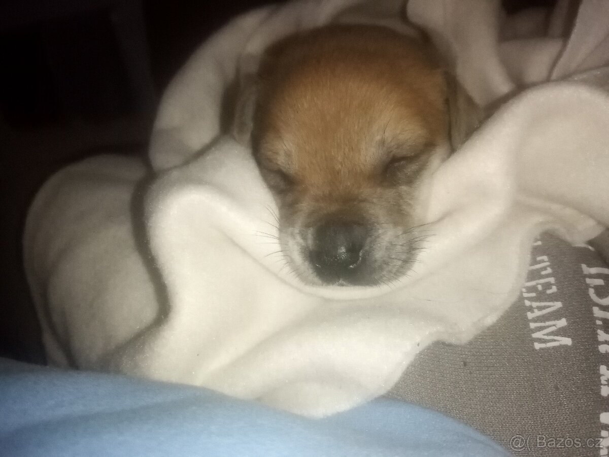 Štěňátko - 2