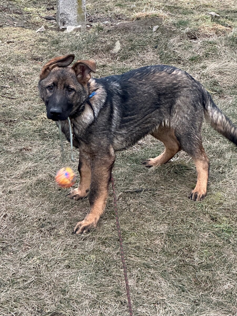 Německý ovčák s PP - 2