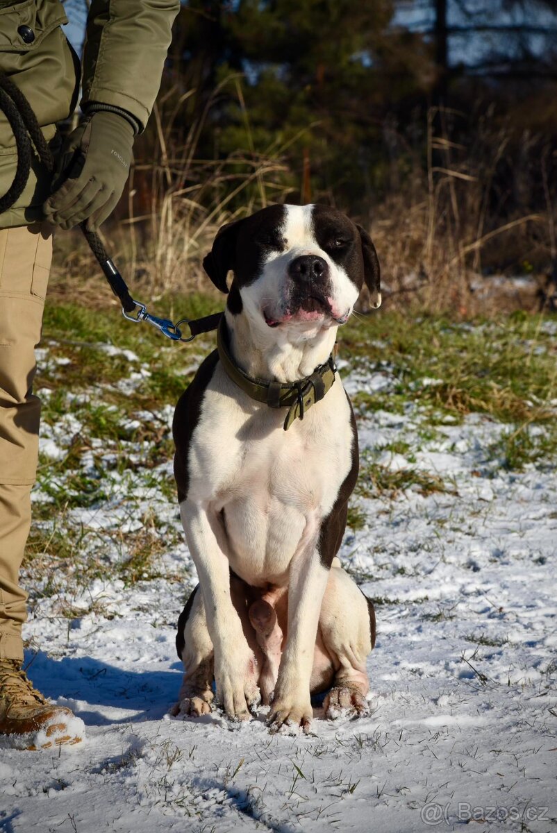 Tyson bull hledá domov - 2