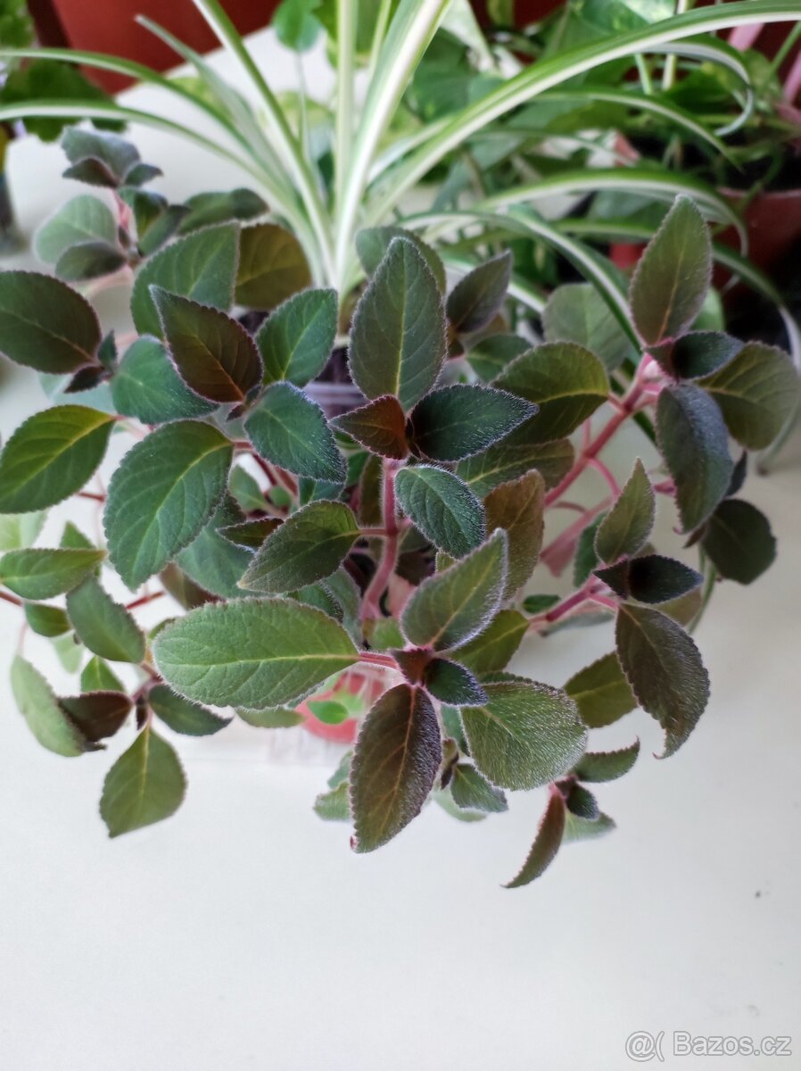 Pokojové květiny - 2