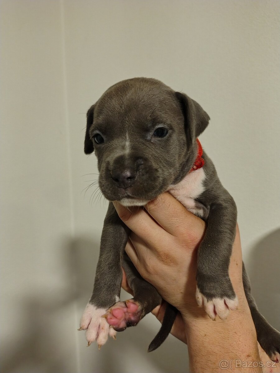 Americký stafordšírský teriér - 2