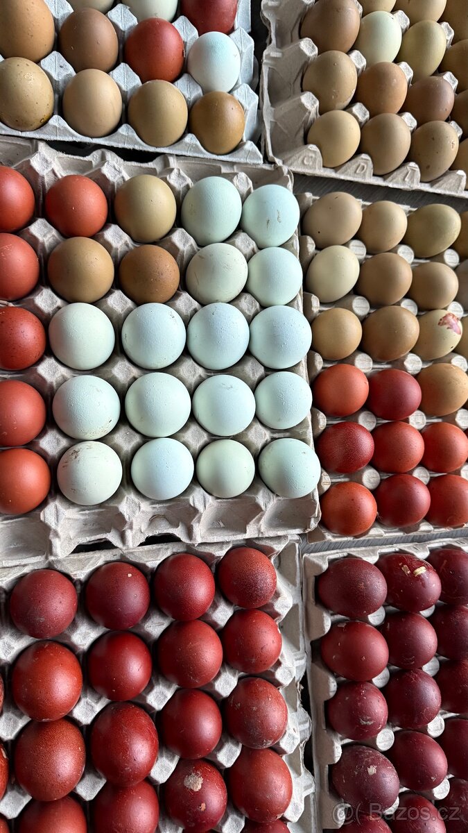 Kuřata na barevná vajíčka - 2