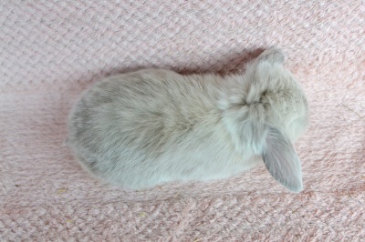 Sameček minilop Mufin - 2