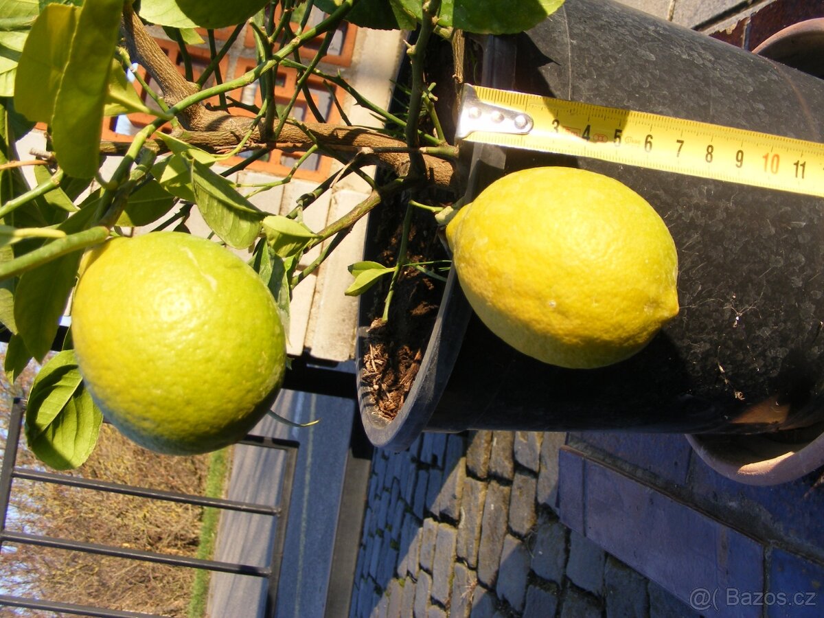 Citroník plodící a kvetoucí - 2