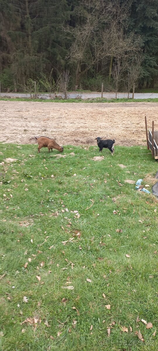 Kůzlata a jehňata - 2