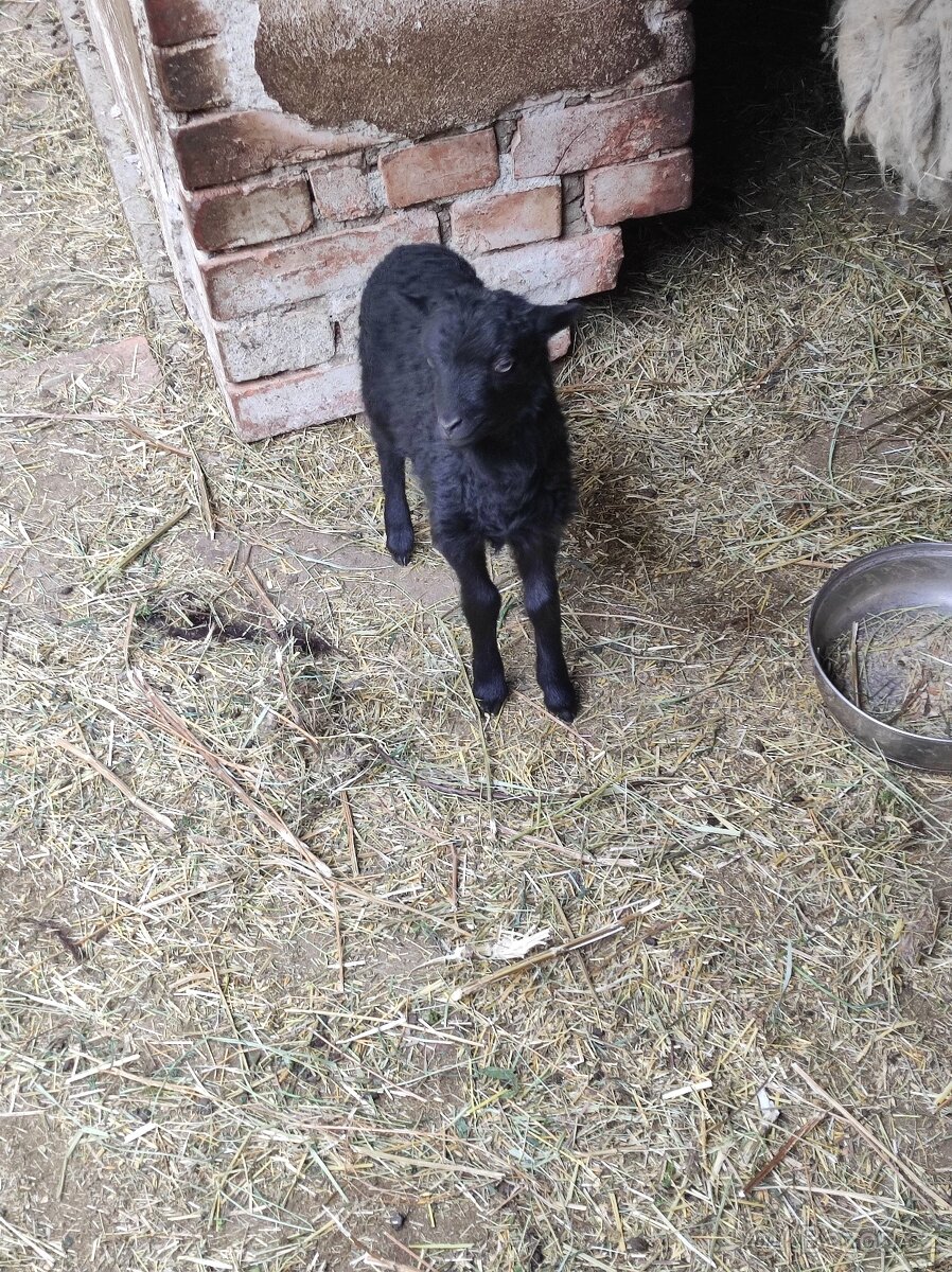 Ouessantská ovce - 2