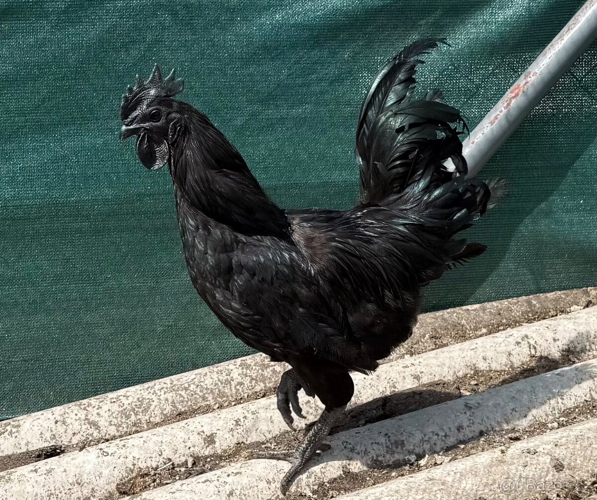 Kohout Ayam Cemani - 2
